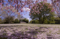 Magic light in cherry tree park