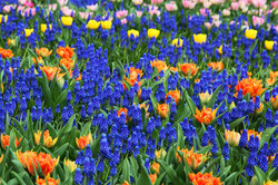 Colorful flower background image in Keukenhof gardens