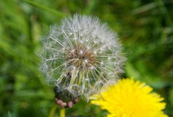 Close up of Dandelion Clock