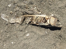 Dead Fish