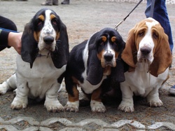 Basset Hound Dogs