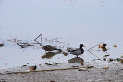 Ducks In Dirty Pond Water