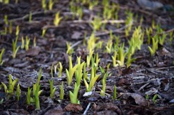 Early spring plants budding