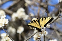 Close-up of an Eastern tiger swallowtail butterfly, with wings spread open, on white apple blossoms in spring.