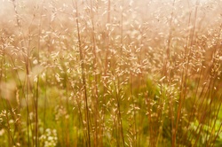 Summer Field sunset light background