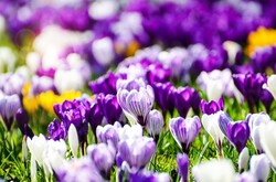 Spring flowers