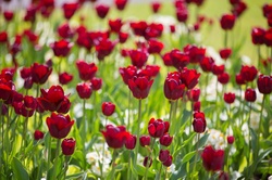 Flower, red tulips