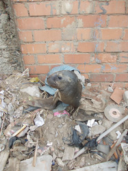 A sea seal flees contaminated waste