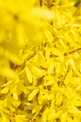 Yellow flowers of Forsythia