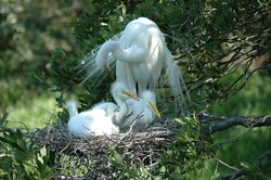 Great White Heron nesting with her babies at Florida.