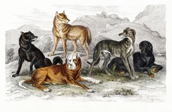 Dogs Pack Vintage Art