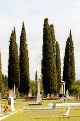 Very large beautiful Italian cypress trees in a local cemetery.