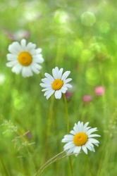 Chamomile Flowering Wildflower Plant