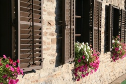 Flowers in the window with blinds