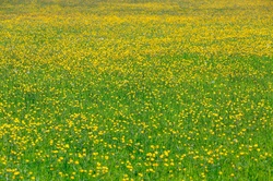 Yellow wildflowers on a meadow