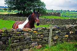 North Yorkshire Horse