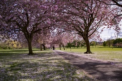 Pink ornamental cherry trees in full blossom, The Stray Harrogate Yorkshire England UK