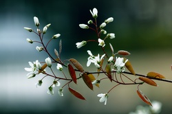 White springtime tree blossom.