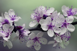 Springtime blossom flowers