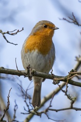 Robin Erithacus Rubecula