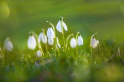 Close up of a group of fresh snowdrop flowers