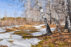 Spring in the woods