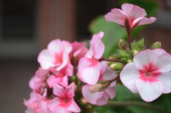 Flowers in spring