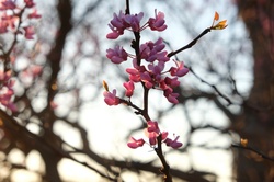 Spring pink blossom on a tree
