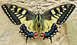 Swallowtail Butterfly