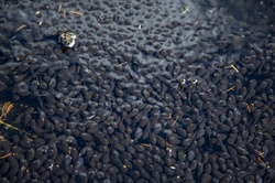 Tadpole Frogs in Pond, Animals