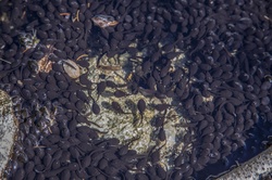 Tadpole Frogs in Pond, Animals