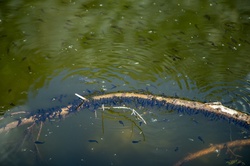 Tadpole Frogs in Pond, Animals