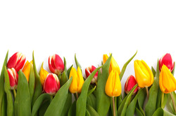 Fresh colorful tulips isolated on white background