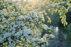 White flowers ornamental shrub in spring nature photography