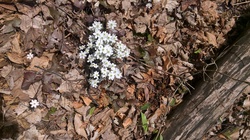 White Flowers In Springtime