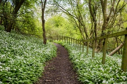 Wild Garlic In Forest