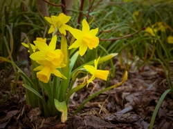 Yellow daffodils in a flowerbed