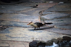 A Guira Cuckoo Bird From Brazil