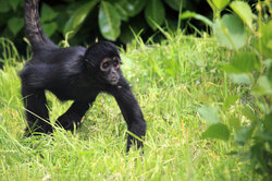 Small black monkey in Chester Zoo