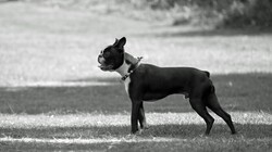 Black and white image of a Boston terrier dog