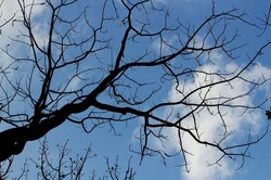 Branches and stems