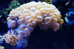 Bubble coral which looks like a brain