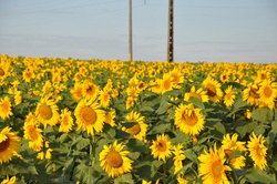 Image of sunflowers in Sao Paulo - Brazil