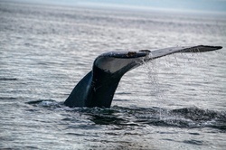 Tail of a whale submerging into the waters outside of Quebec, Canada