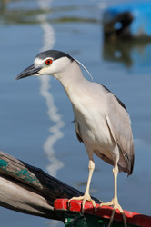 Waterfowl in southern Brazil