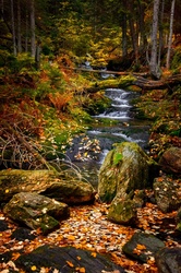 Water flowing in forest in autumn