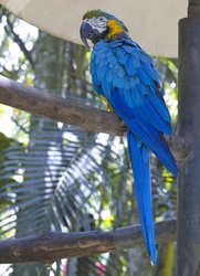 Blue parrot in Costa Rica