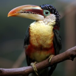 Tucan at a zoo