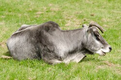 Zebu