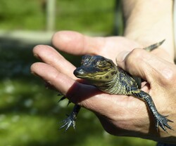 Baby alligator being held by a keeper